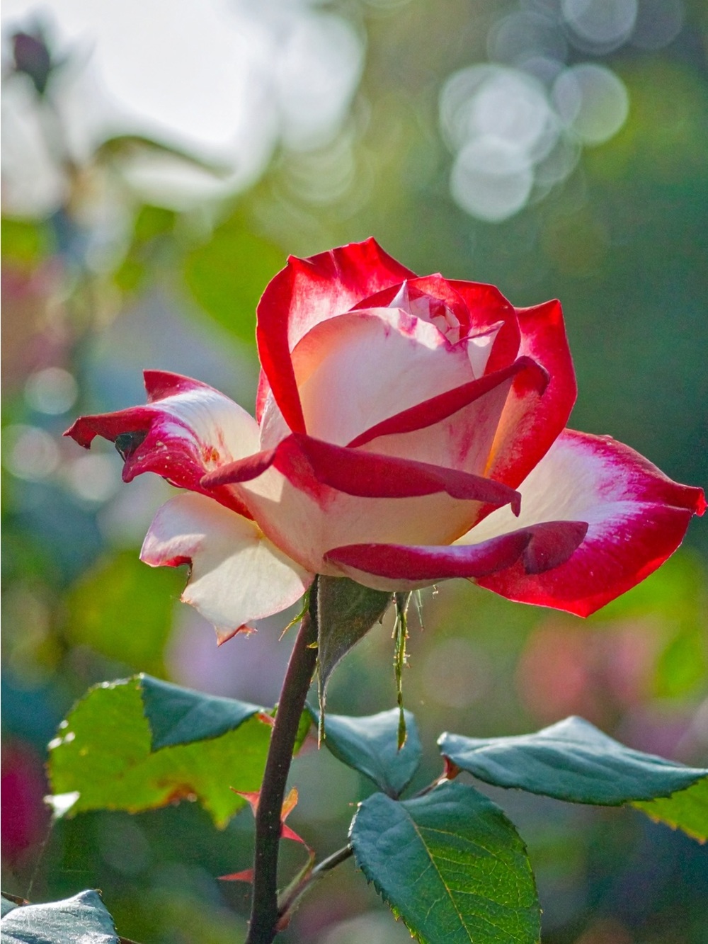Red and White Rose Photography Wall Art
